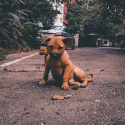 Portrait of dog sitting on road
