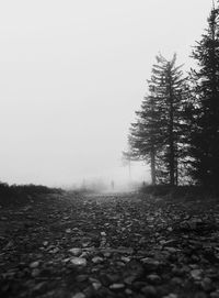 Trees on field against sky during foggy weather