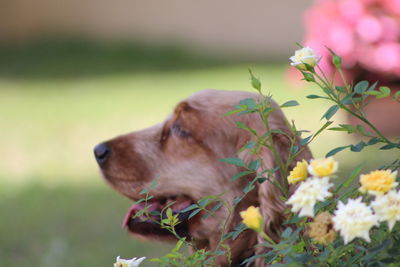 Close-up of dog with flowers