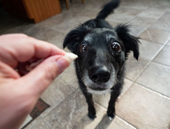 Portrait of dog on floor