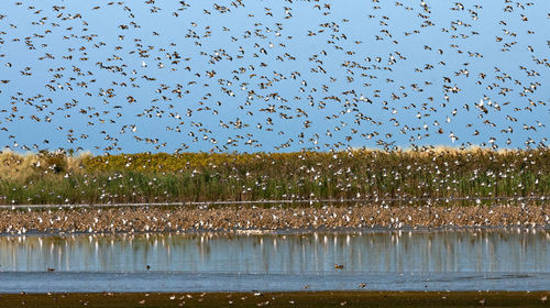 Flock of birds flying over lake against sky