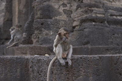 Monkey on rock