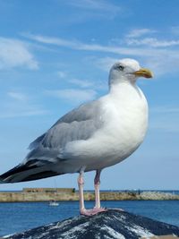 Close-up of seagull perching on sea against sky