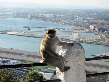 Monkeys in a city