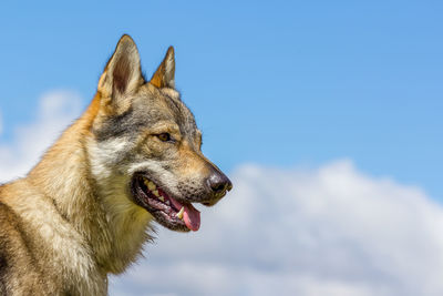 Close-up of dog against sky