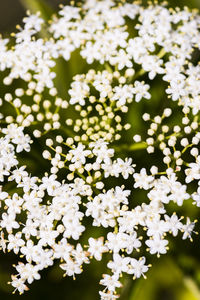 Close-up of white flowers blooming in park