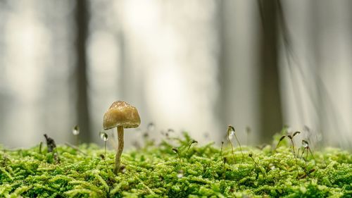 Close-up of mushroom growing on field