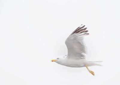 Seagull flying over a white background