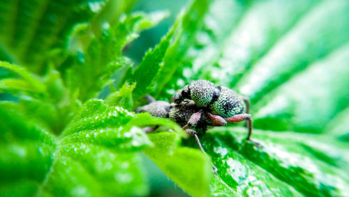 Close-up of insect on plant