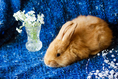 Cute fluffy ginger rabbit on a blue background with a bouquet of flowers