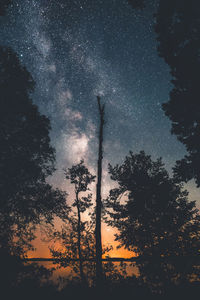 Low angle view of silhouette trees against sky at night