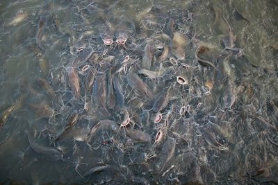 High angle view of fishes swimming in sea