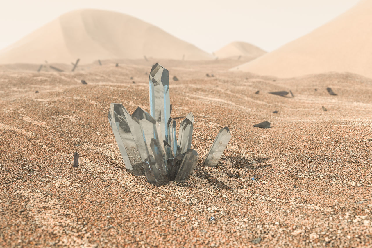 CLOSE-UP OF SUCCULENT PLANT ON SAND