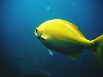 Close-up of fish underwater