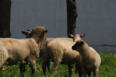 Sheep standing in a field