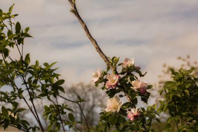 Close-up of flowering plant