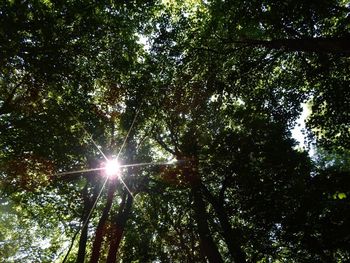 Low angle view of trees against sky