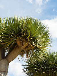 Low angle view of tree against sky