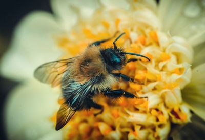 Close-up of bee pollinating on flower