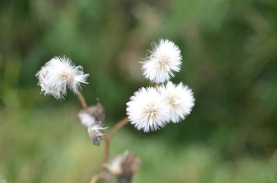 Close-up of white dandelion flowers