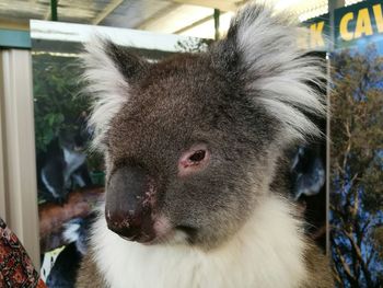 Close-up portrait of cat
