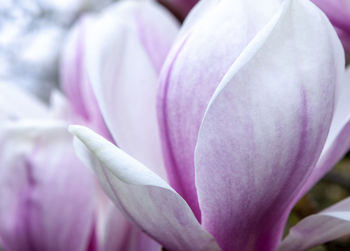 Close-up of pink crocus flower