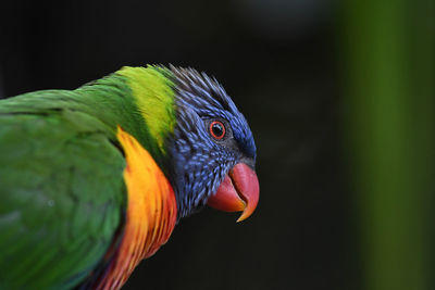 Close-up of parrot