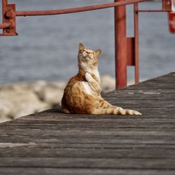 Cat sitting on pier