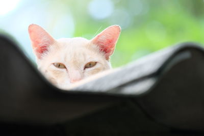 Close-up portrait of a cat