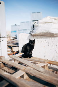 Close-up of black cat sitting on wood against sky