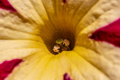 Full frame shot of yellow flowering plant