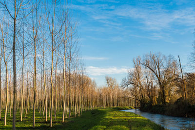 Bare trees on landscape against sky