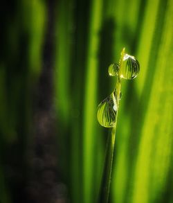 Close-up of dew drops on plant 