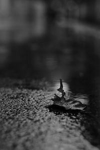 Close-up of turtle in water