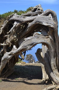 Tree against sky