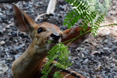 Close-up of deer eating plant