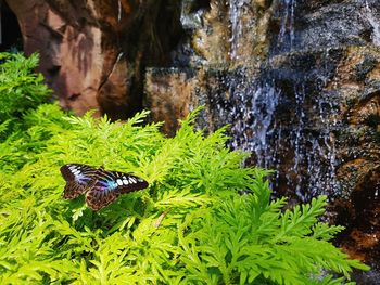 Close-up of butterfly on rock