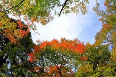 Low angle view of trees against sky