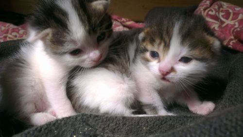 Close-up portrait of kitten