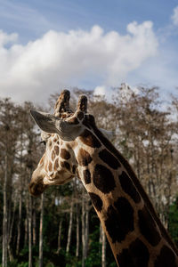 View of giraffe against sky