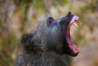 Close-up of monkey yawning