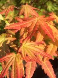 Close-up of maple leaves on plant during autumn