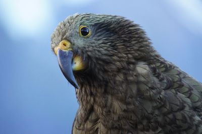 Close-up of a bird