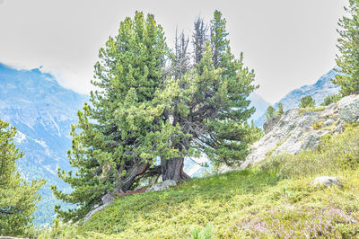 plant