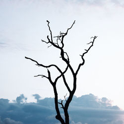 Low angle view of bare tree against sky