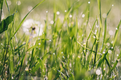 Close-up of wet grass on field