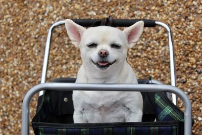 Portrait of dog sitting on chair