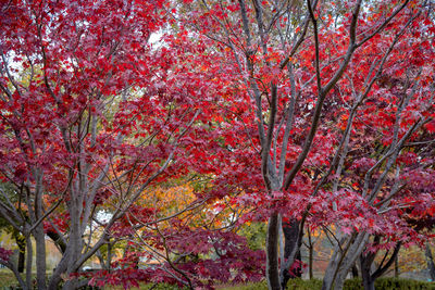 View of cherry blossom tree in park