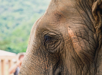 Closeup of elephant eye 