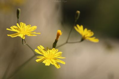 Close-up of yellow flowering plant